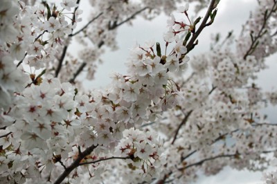 20110508sakura1