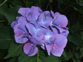 0190730ajisai1-2101.jpg