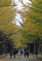 081103hokudaiityounamiki.jpg