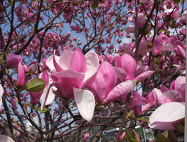 090505siroukan2-1134.jpg