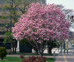090505siryoukan3-1137.jpg