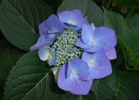 090730ajisai2-2103.jpg