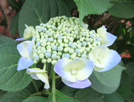 20100713gaku2-3299.jpg
