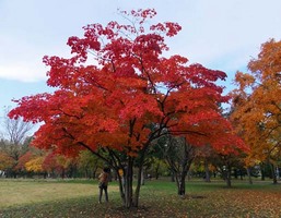 20101104hokudai%204-6647.jpg