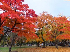 20101104hokudai3-6652.jpg