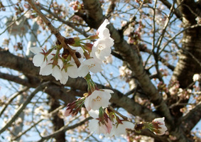 20110417sakura1.jpg