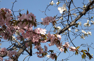 20110505sakura0382.jpg