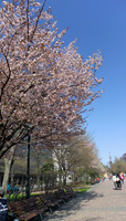 20110505sakura1-0371.jpg