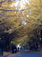 20111103gin-1.jpg