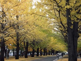 20111104hokudai2-6654.jpg