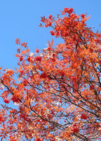 20111108nanakamado1060.jpg