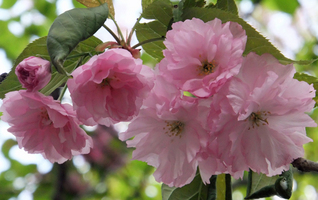 20120517sakura35088.jpg