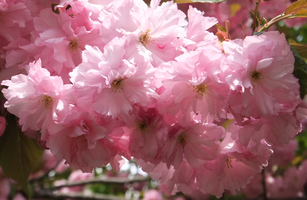 20120517sakura5086.jpg