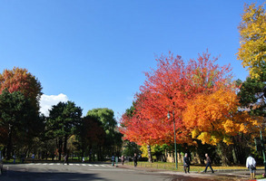 20121108benikaede1056.jpg