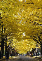 20121108ityo1039.jpg