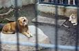 あくびをする旭山動物園のライオン