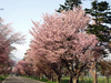 浦河の桜２００８年５月６日