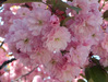 20100522sakura12517.jpg