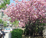 中島公園駅付近の桜＝２０１０年５月２２日