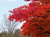 北大構内の紅葉＝１１月４日