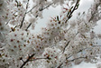 20110508sakura1.jpg