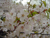 道庁の桜が満開です（２００８年４月２３日）